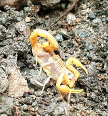 Uroplectes planimanus