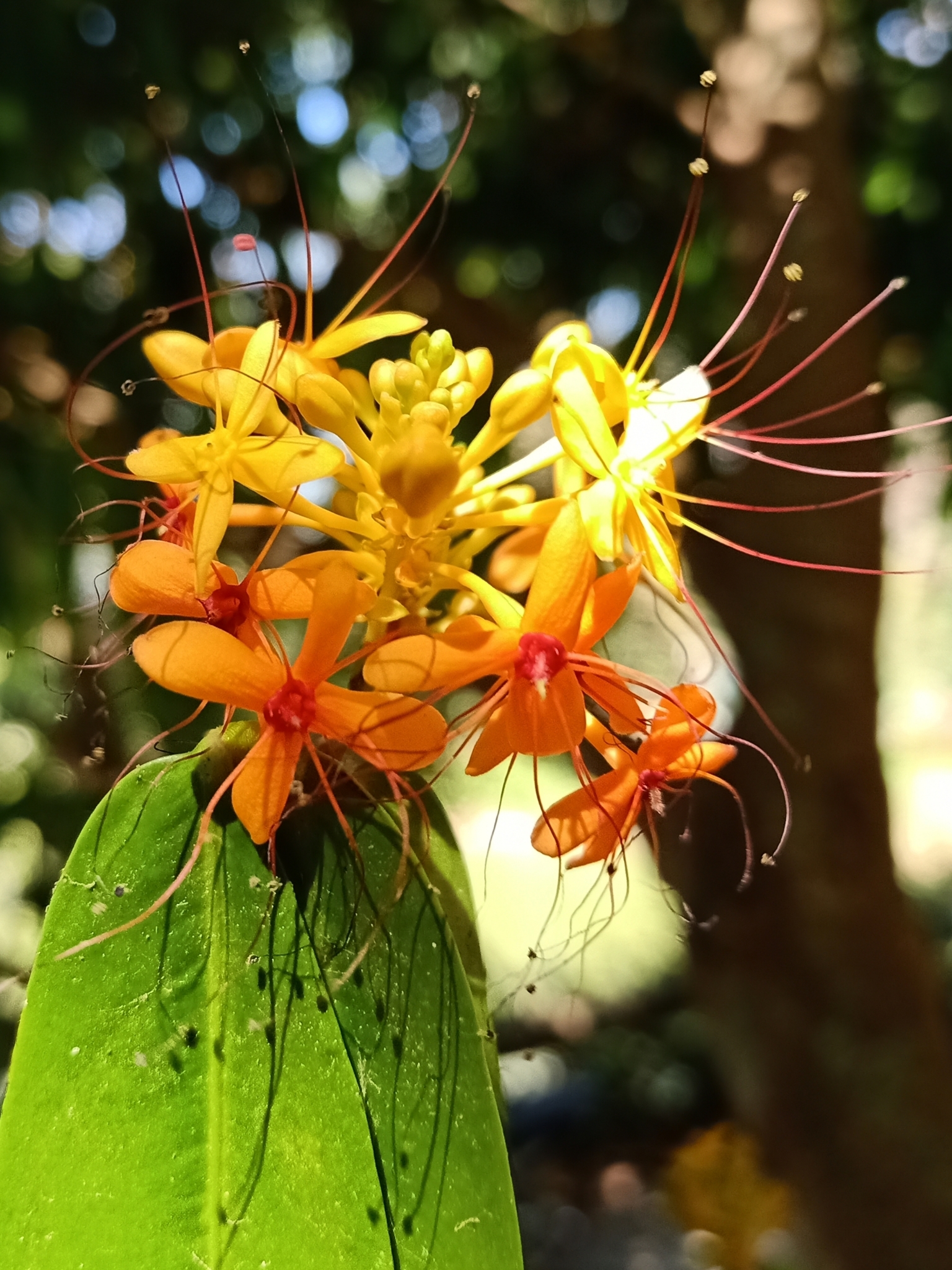 ashok (Saraca indica)  iNaturalist