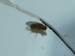 Drosophila busckii