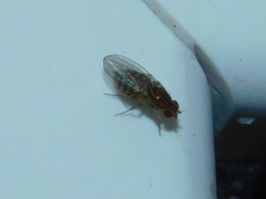 Drosophila busckii