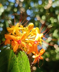 Saraca indica