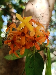 Saraca indica