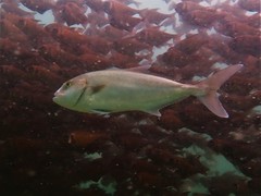 Seriola hippos