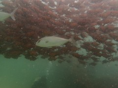 Seriola hippos
