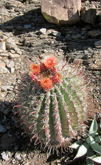 Ferocactus peninsulae