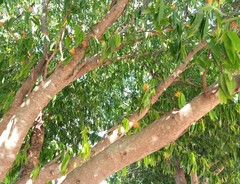 Saraca indica