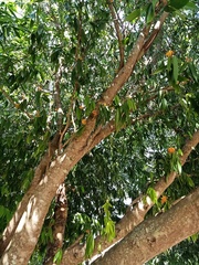 Saraca indica