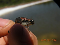 Physalaemus biligonigerus