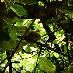 Streptopelia decaocto