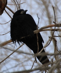 Corvus frugilegus
