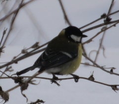 Parus major