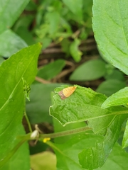 Loboschiza koenigiana