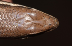 Trachylepis varia