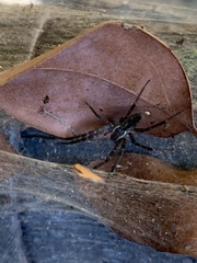 Dendrolycosa