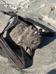 Rousettus leschenaultii