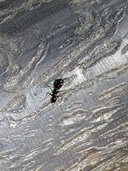 Odontomantis sinensis