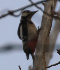 Dendrocopos major