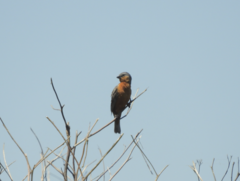 Sporophila hypoxantha