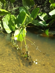 Echinodorus grandiflorus
