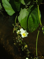 Echinodorus grandiflorus