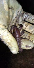 Austropotamobius pallipes