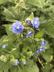 Pentaglottis sempervirens