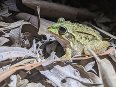 Ranoidea alboguttata