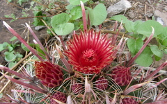 Ferocactus peninsulae
