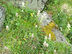 Castilleja lapponica