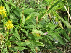 Solidago virgaurea lapponica