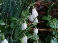 Galanthus nivalis