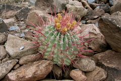 Ferocactus emoryi rectispinus