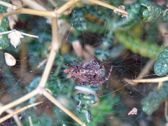 Cyrtophora citricola