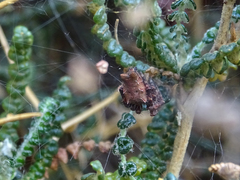 Cyrtophora citricola