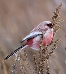 Carpodacus sibiricus