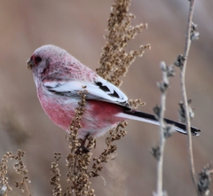 Carpodacus sibiricus