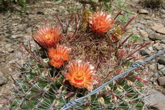Ferocactus peninsulae