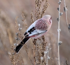 Carpodacus sibiricus