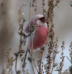 Carpodacus sibiricus