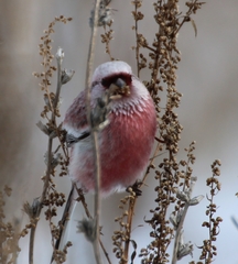 Carpodacus sibiricus