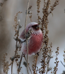 Carpodacus sibiricus