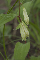 Polygonatum × desoulavyi