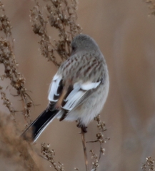 Carpodacus sibiricus