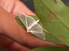 Palpita quadristigmalis