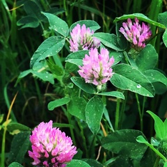Trifolium pratense