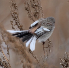 Carpodacus sibiricus