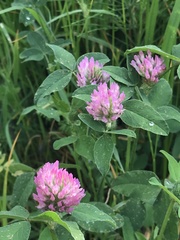 Trifolium pratense