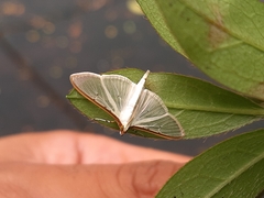 Palpita quadristigmalis