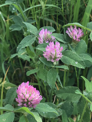 Trifolium pratense