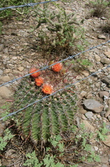 Ferocactus peninsulae